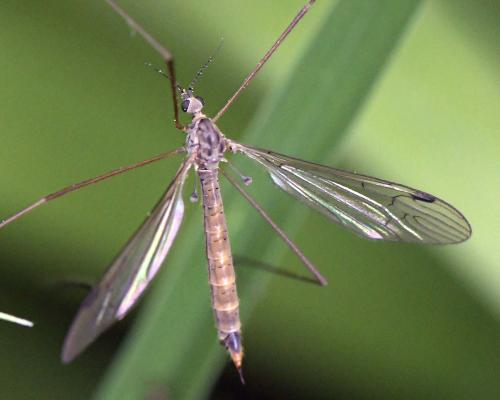 Austrolimnophila sp.