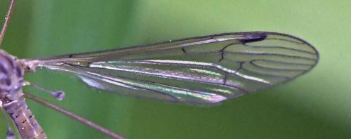 Austrolimnophila sp.