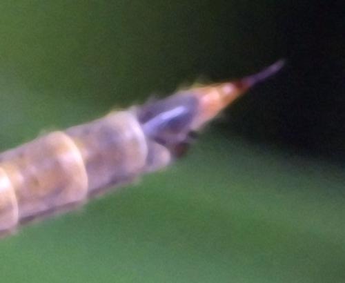 Austrolimnophila sp.