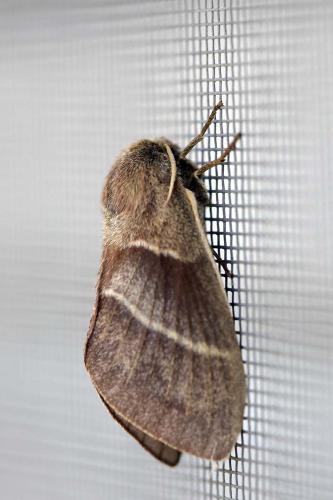 Réf. 303 127 : Macrothylacia rubi
