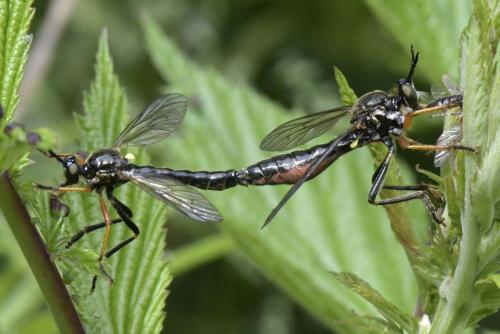 Dioctria rufipes