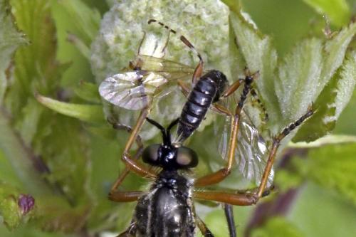Itoplectis sp.