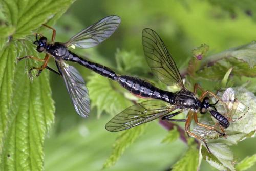 Dioctria rufipes