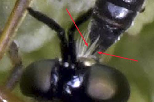 Itoplectis sp.