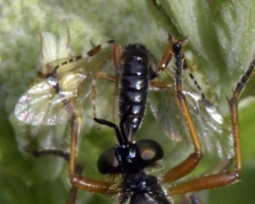 Réf. 303 189 : Itoplectis sp.