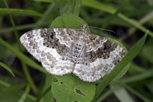 Epirrhoe alternata