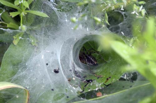 Agelena labyrinthica