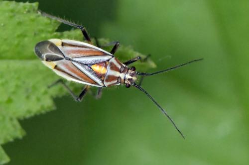 Réf. 303 594 : Horistus orientalis