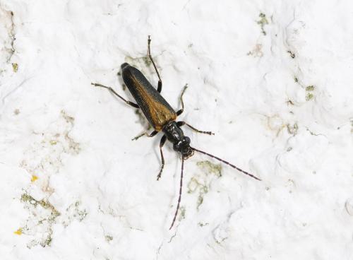 Réf. 303 565 : Anogcodes rufiventris