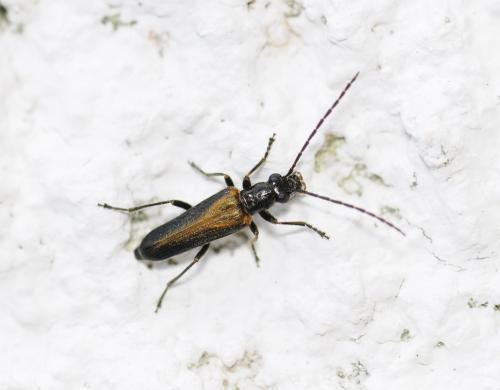 Réf. 303 564 : Anogcodes rufiventris