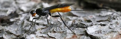Réf. 303 523 : Atanycolus denigrator
