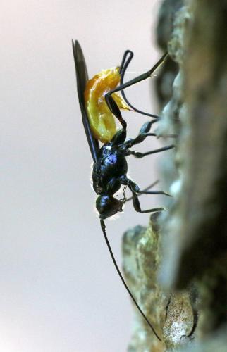 Atanycolus denigrator