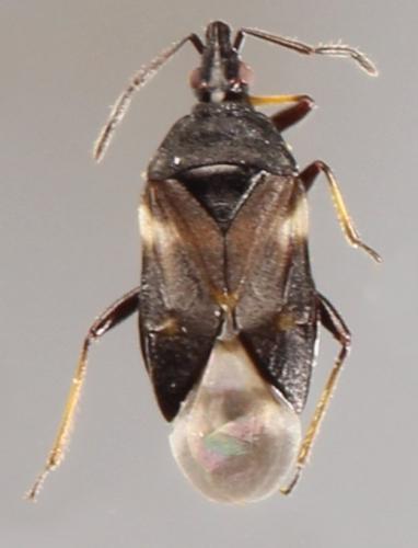 Temnostethus pusillus