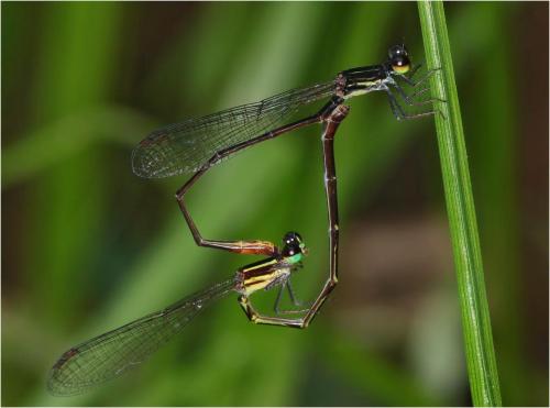 Argiocnemis rubescens