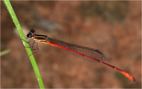 Argiocnemis rubescens