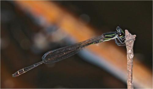 Argiocnemis rubescens