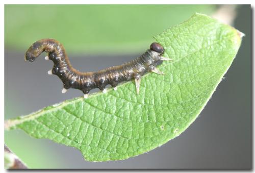 Euura punicea