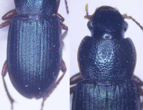 Réf. 303 589 : Ophonus azureus