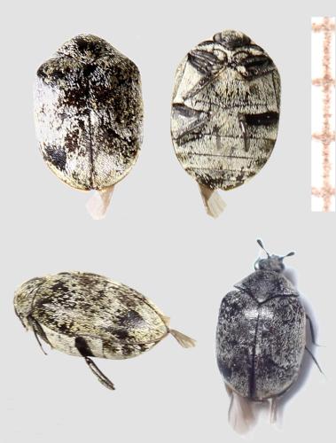 Anthrenus verbasci