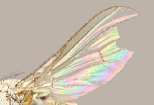 Coenosia sp.