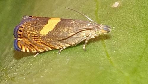 Dichrorampha petiverella
