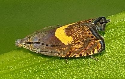 Dichrorampha petiverella