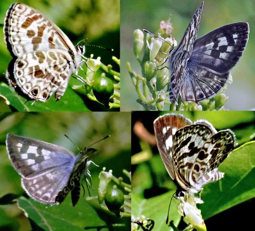 Leptotes sp.