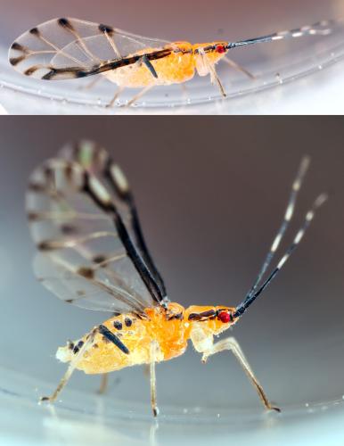 Réf. 303 592 : Eucallipterus tiliae