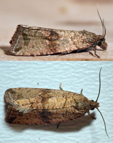 Réf. 303 609 : Celypha striana