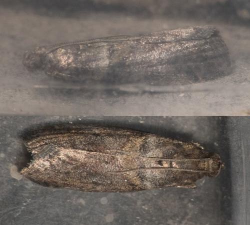 Réf. 303 163 : Acrobasis sp.