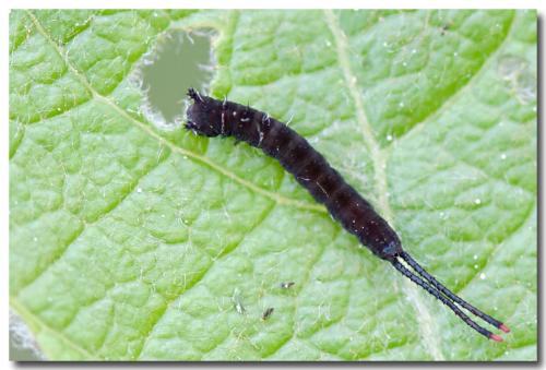 Cerura sp.