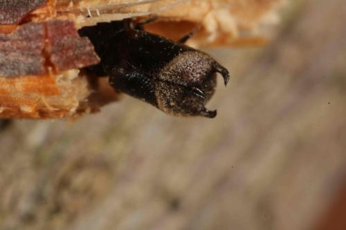 Enneadesmus trispinosus