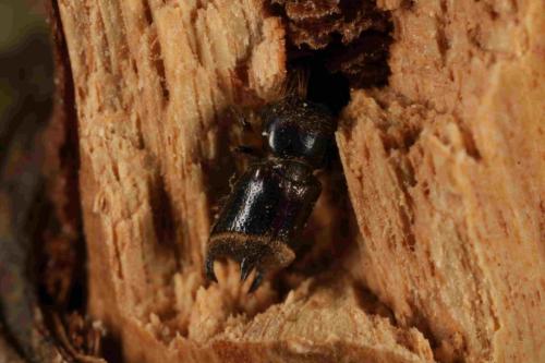 Enneadesmus trispinosus