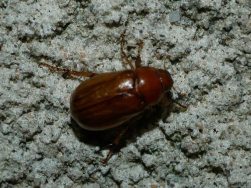 Melolonthinae