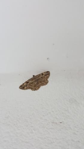 Peribatodes rhomboidaria