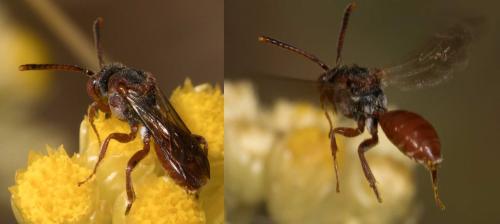 Réf. 303 117 : Nomada sanguinea