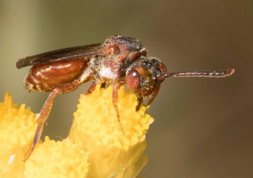 Nomada sanguinea