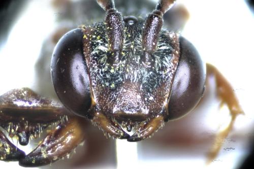 Réf. 303 236 : Nomada sanguinea