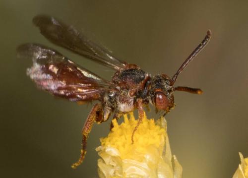 Nomada sanguinea