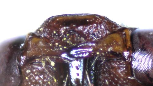 Réf. 303 243 : Nomada sanguinea