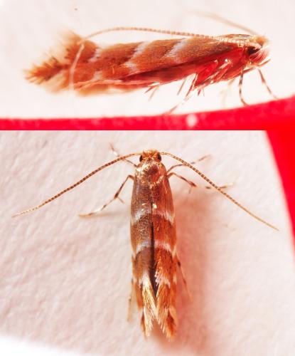 Réf. 303 140 : Cameraria ohridella