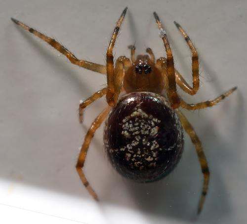 Réf. 303 944 : Steatoda nobilis