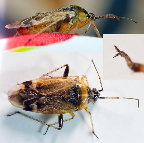 Réf. 303 711 : Harpocera thoracica