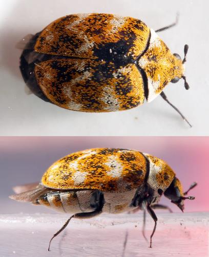 Réf. 303 080 : Anthrenus verbasci