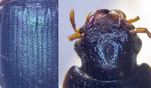 Réf. 303 626 : Ophonus azureus