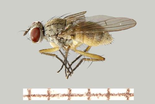 Coenosia sp.