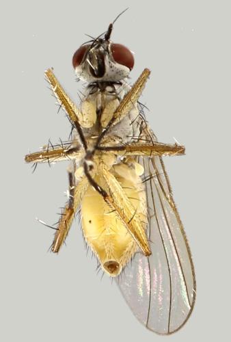 Coenosia sp.