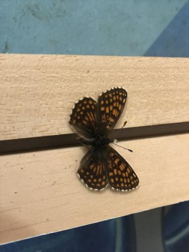 Réf. 303 688 : Melitaea aurelia