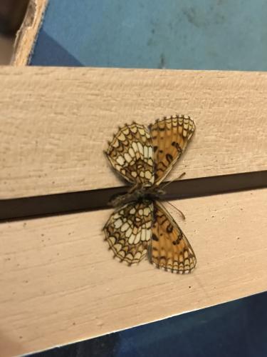 Réf. 303 689 : Melitaea aurelia