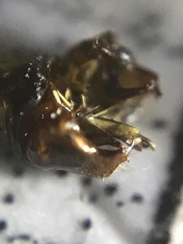 Melitaea sp.